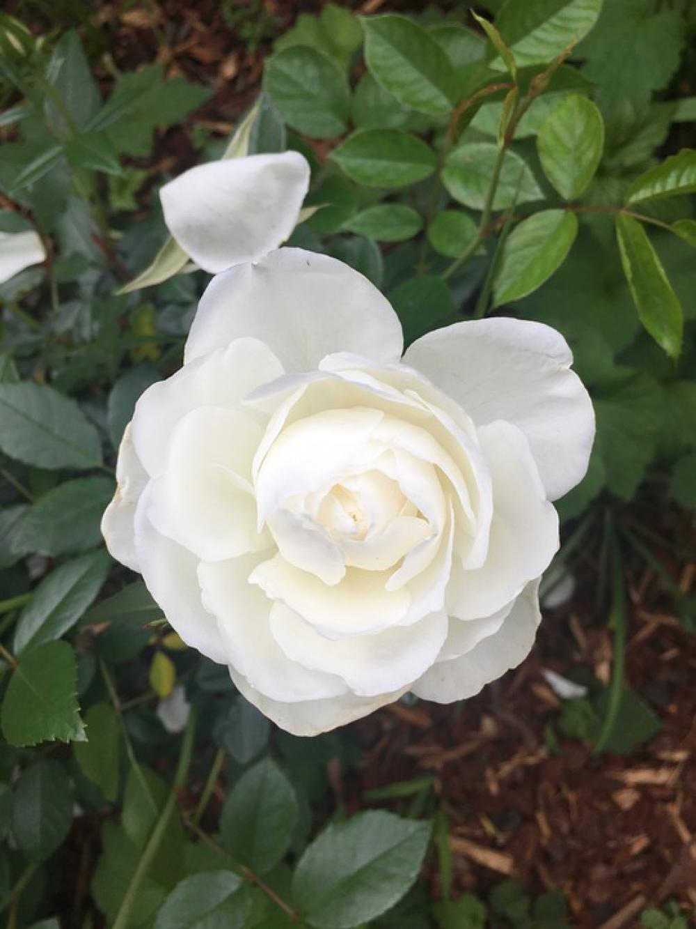 White Rose Rose White Plant Bloom Wedding Flowers White Rose Rose White Plant Bloom Wedding Flowers