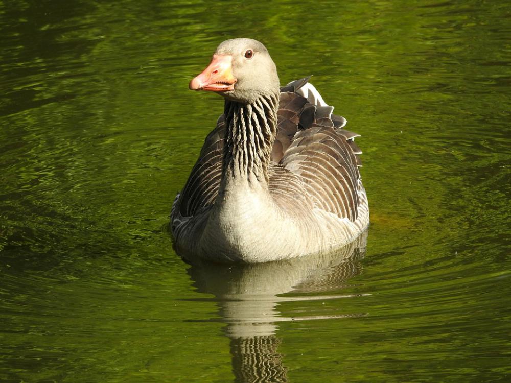 Wild Goose Greylag Goose Water Bird Poultry Water Wild Goose Greylag Goose Water Bird Poultry Water