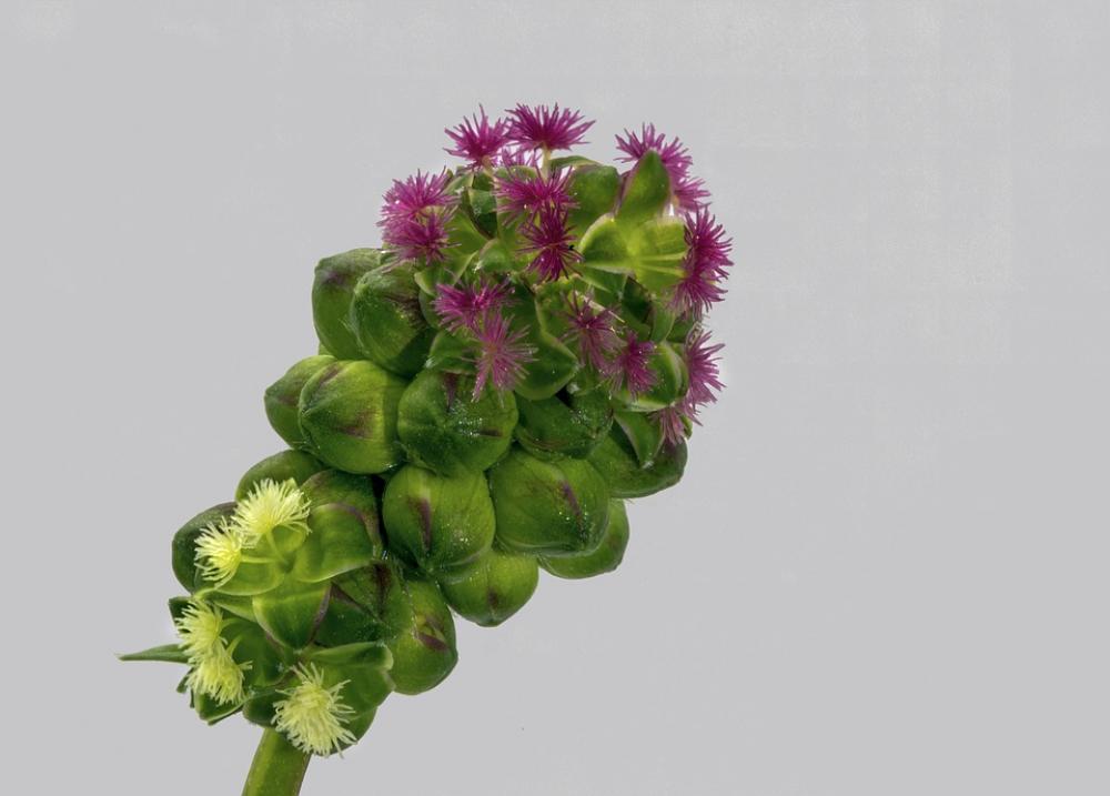 Wildflower Salad-Burnet Plant Herb Edible Green Wildflower Salad-Burnet Plant Herb Edible Green