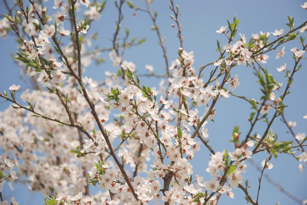 Willow Tree Spring Nature Flower Cat Alive Willow Tree Spring Nature Flower Cat Alive