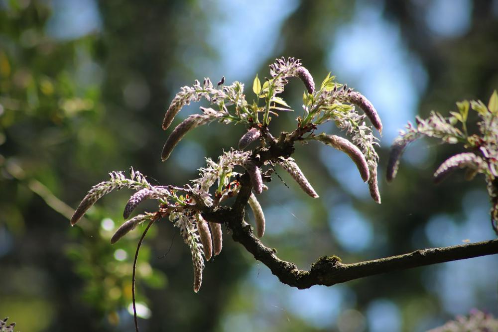 Wisteria Blue Rain Bud Fabaceae Spring Rank Plant Wisteria Blue Rain Bud Fabaceae Spring Rank Plant