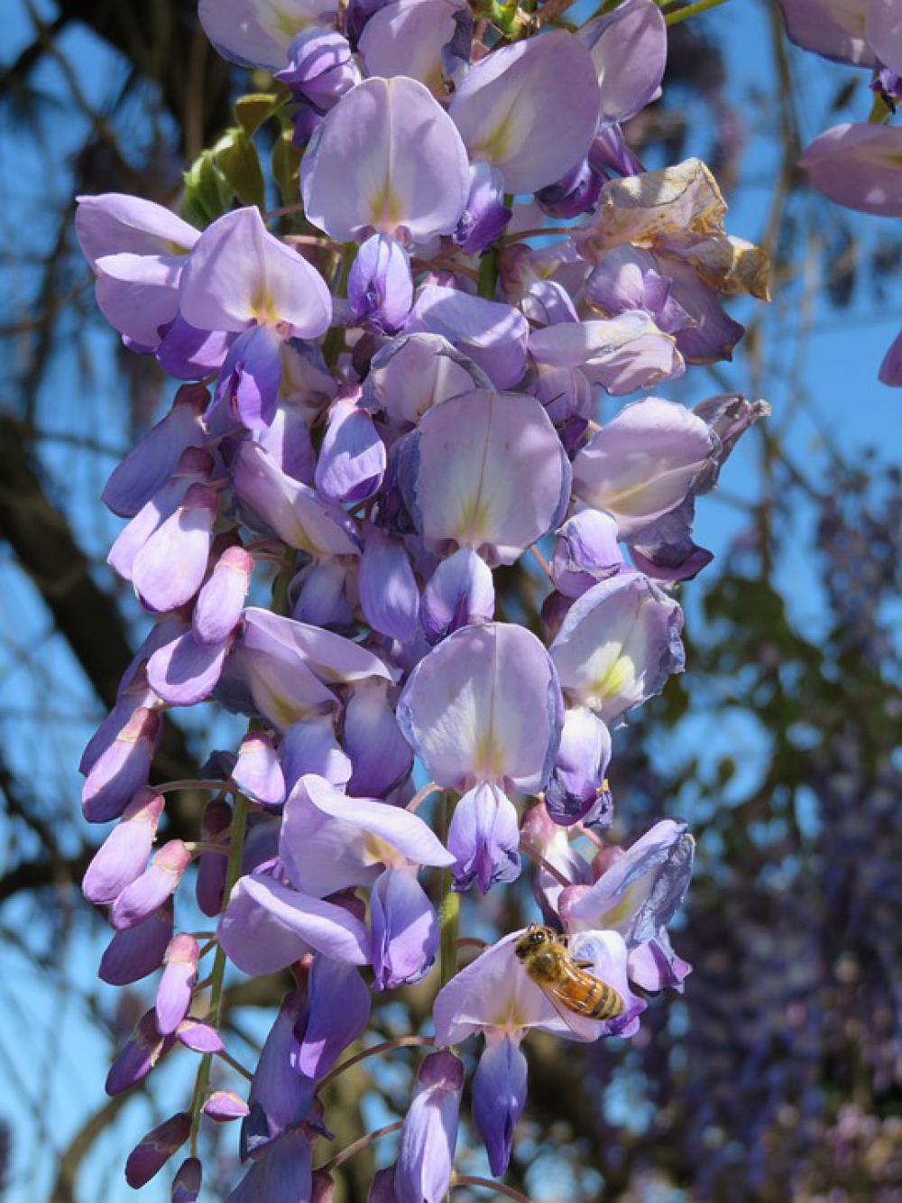 Wisteria Purple Spring Flower Bloom Blossom Wisteria Purple Spring Flower Bloom Blossom