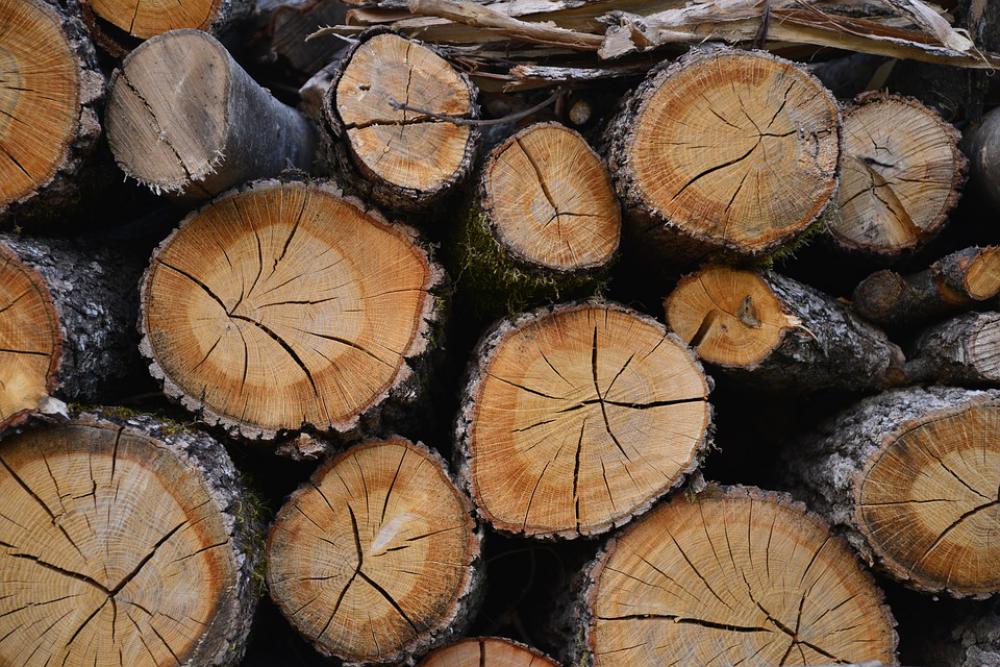 Wood Trunks Nature Lumber Green Environment Wood Trunks Nature Lumber Green Environment