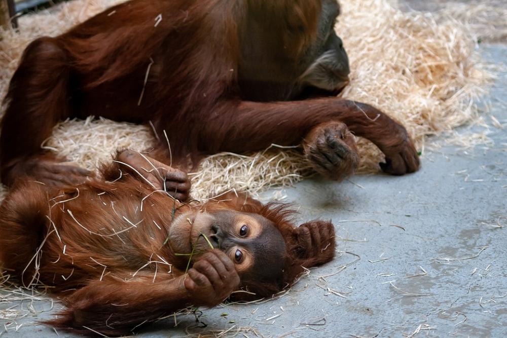 Zoo Monkey Ape Baby Animal Mammal Wildlife Zoo Monkey Ape Baby Animal Mammal Wildlife