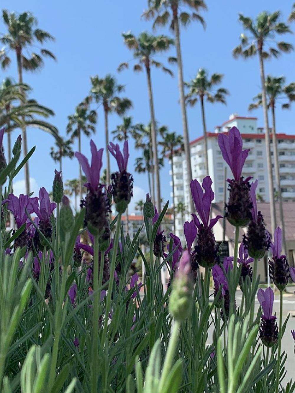 Zushi Marina Lavender Palm Trees Resort Flower Zushi Marina Lavender Palm Trees Resort Flower