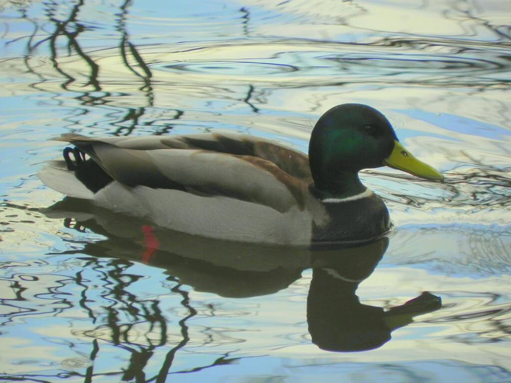 Floating Duck Floating Duck