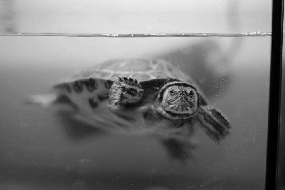 Turtle Turtle