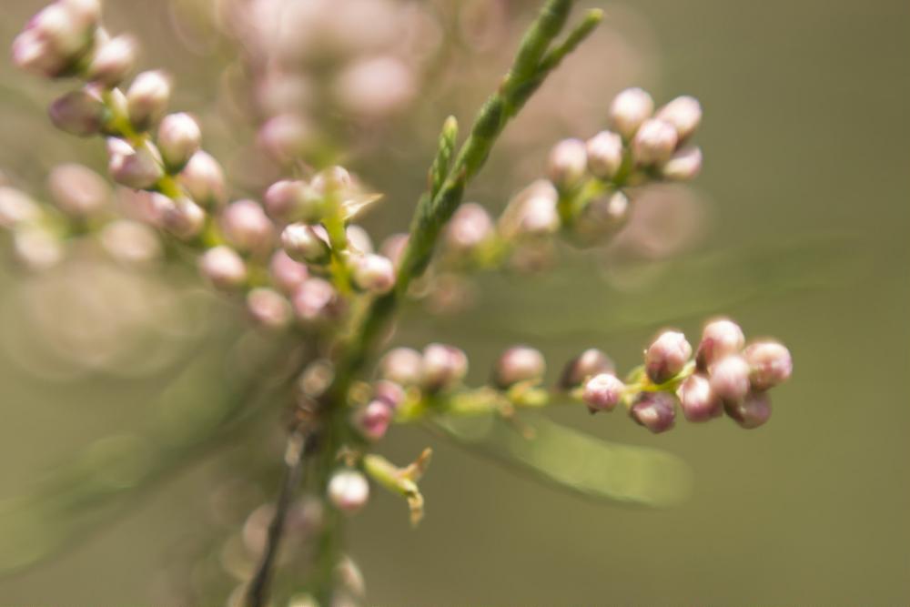 Flower Flower