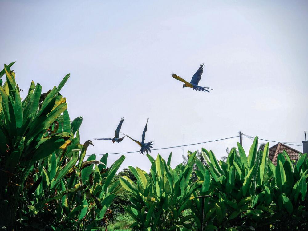Free Parrots Free Parrots