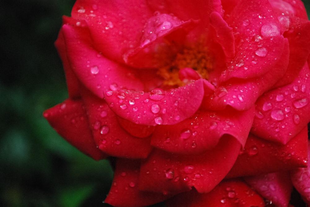 Rose drops Rose drops