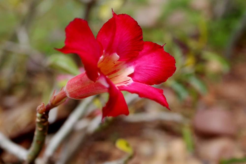 Red Flower Red Flower
