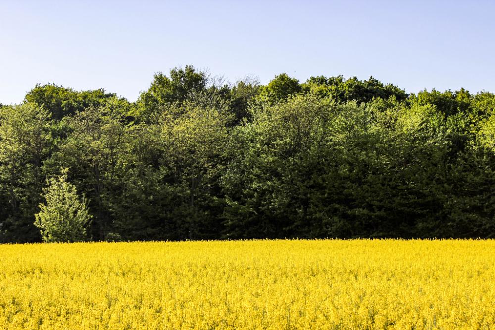 Yellow and Green Yellow and Green