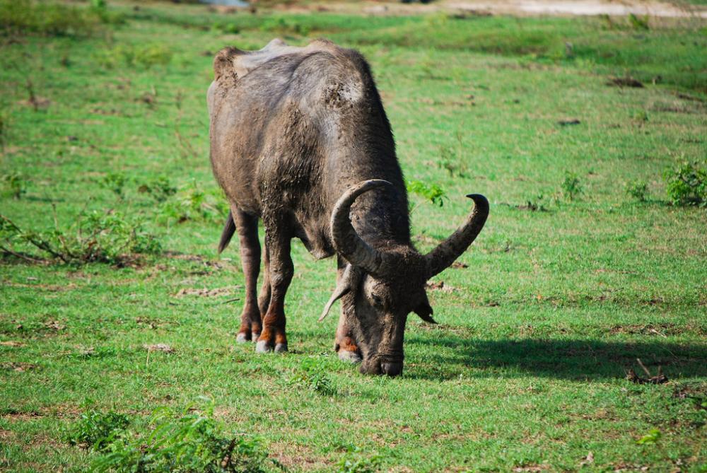 Bovine Bovine