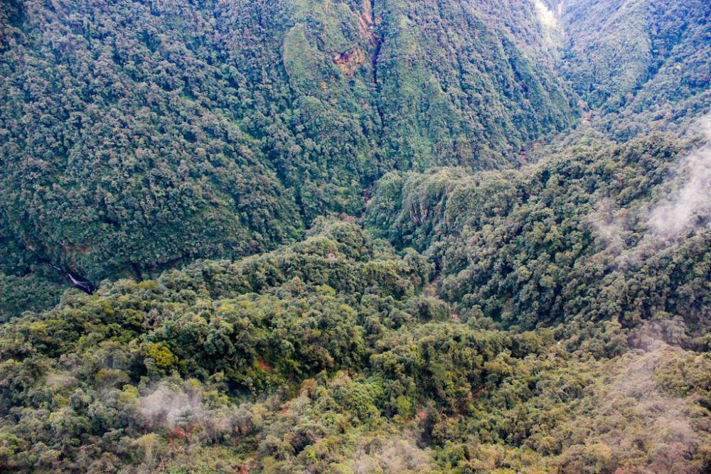 Forest Forest