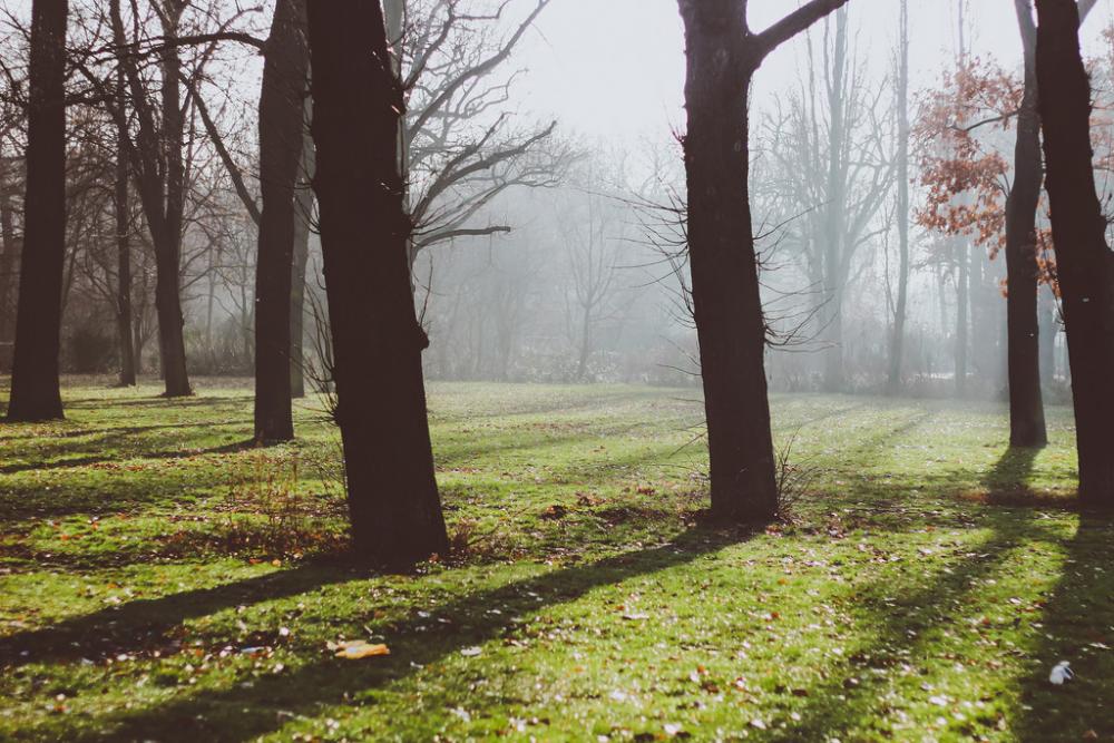 Fog Fog