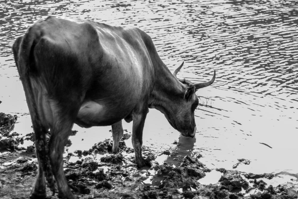 Cow Cow