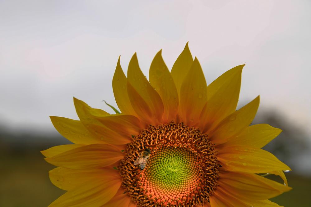 Sunflower Sunflower