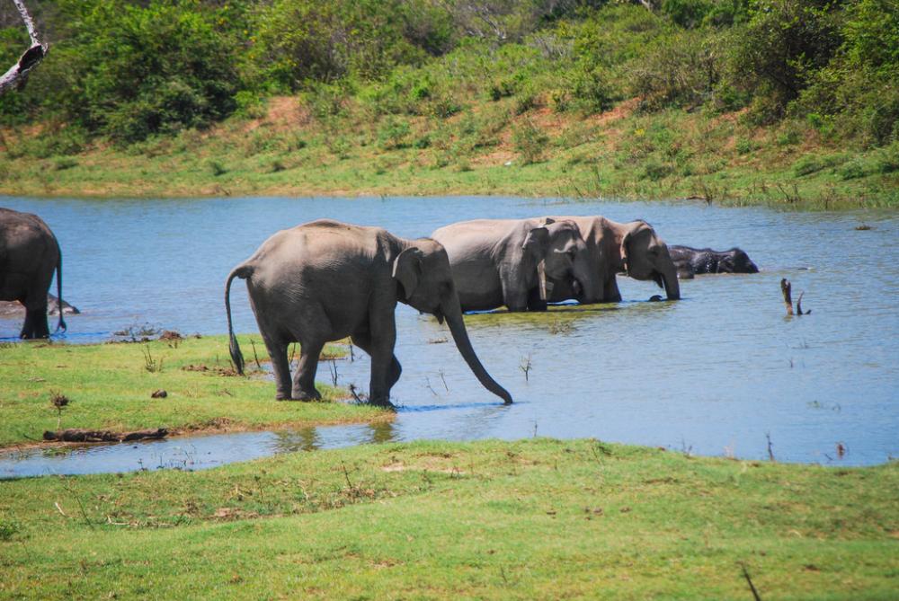 Elephants Elephants