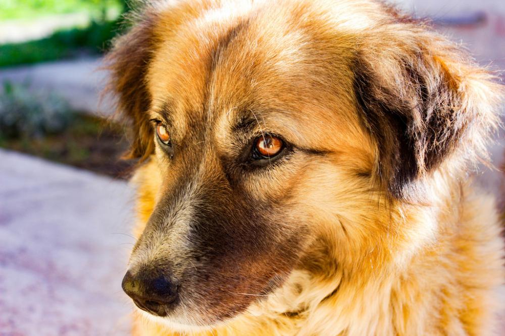 Dog Dog