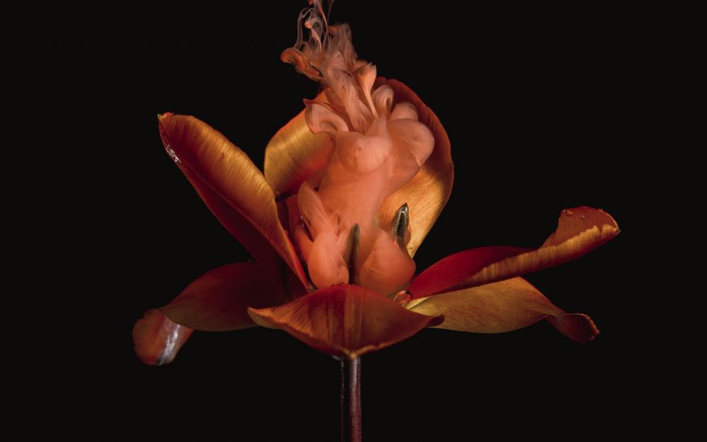 A Red Flower Billows Smokey Clouds Photo A Red Flower Billows Smokey Clouds Photo