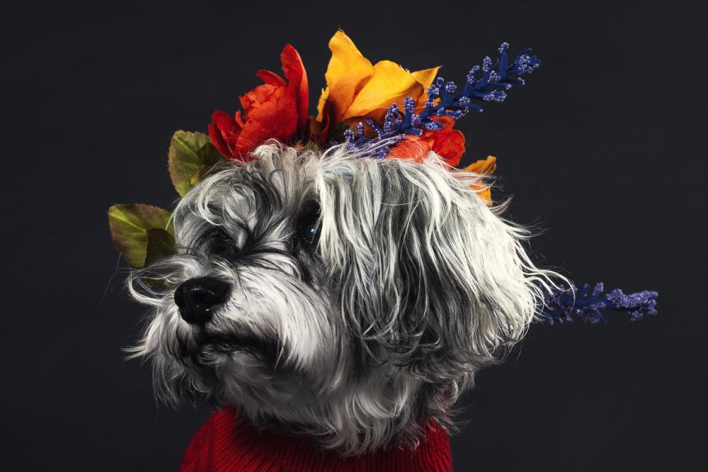 A Salt And Pepper Terrier Adorned With Flowers Photo A Salt And Pepper Terrier Adorned With Flowers Photo
