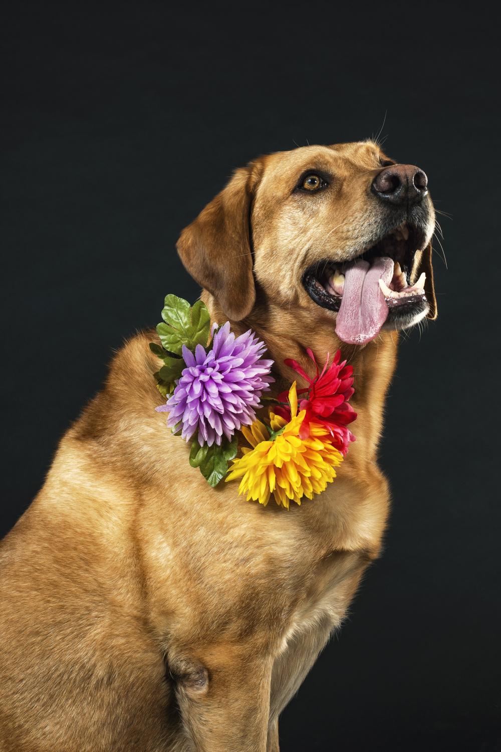 Brown Dog With Tongue Hanging Out Photo Brown Dog With Tongue Hanging Out Photo