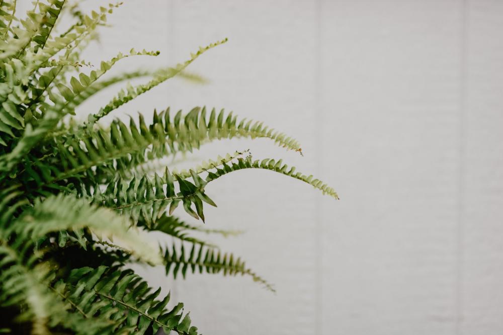 Fern Photobomb Photo Fern Photobomb Photo