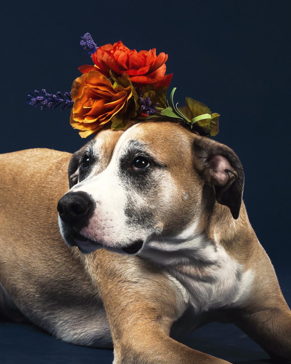 Little Dog Big Flowers Photo Little Dog Big Flowers Photo