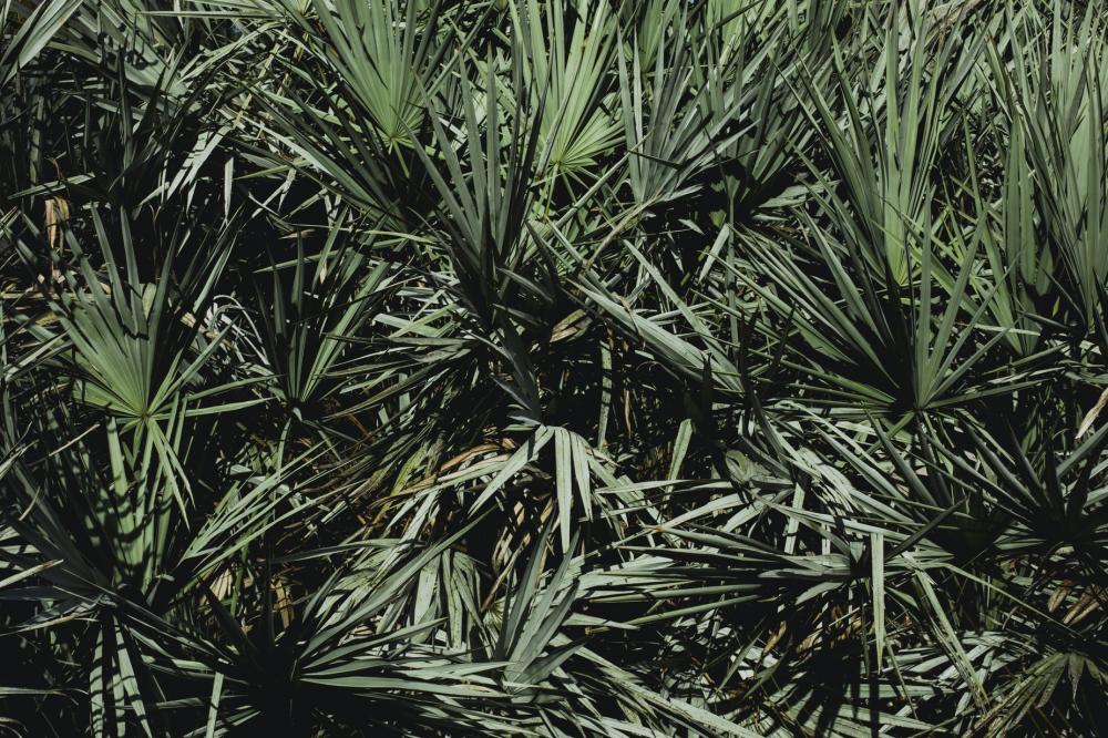 Lush Palm Fronds Crowded Together In Sunshine Photo Lush Palm Fronds Crowded Together In Sunshine Photo