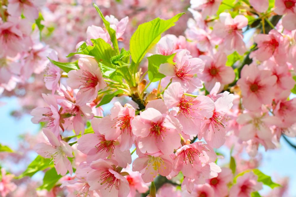 Pink Flower Petals Burn Bright In The Sun Photo Pink Flower Petals Burn Bright In The Sun Photo