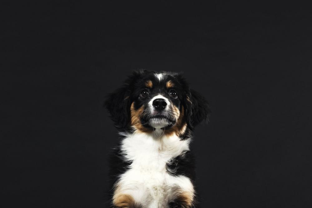 Puppy Adores It's Person Photo Puppy Adores It's Person Photo