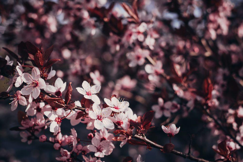 Cherry tree blossom 2 Cherry tree blossom 2