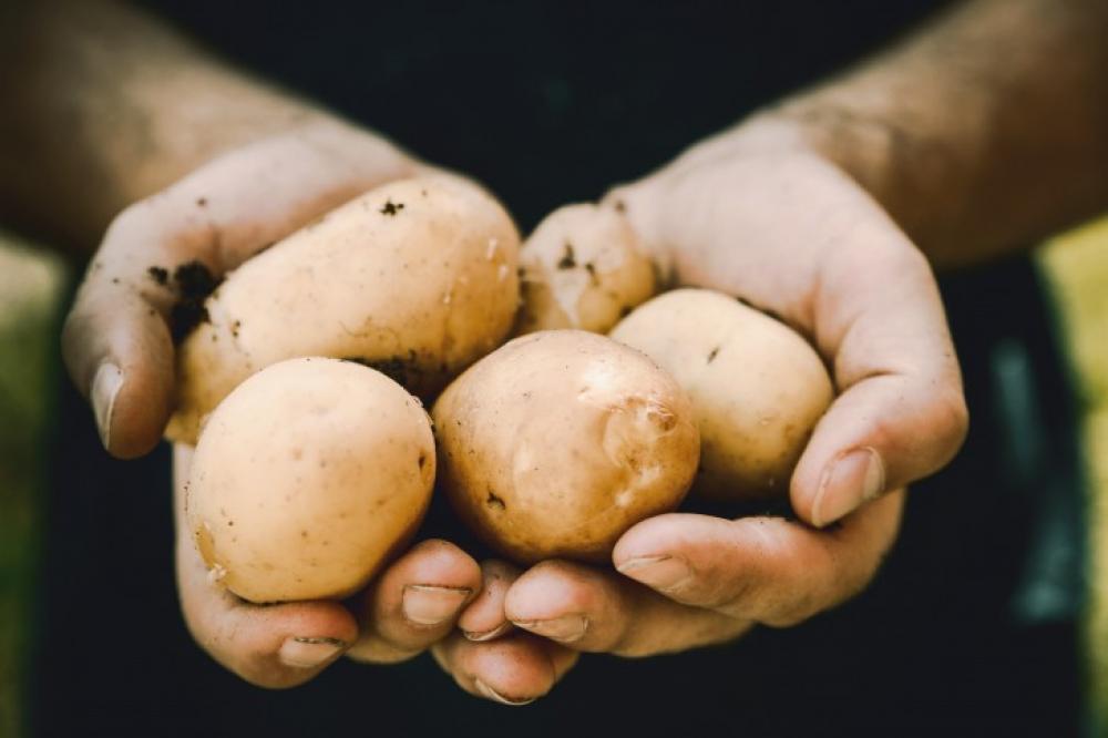 Farmers hands with freshly harvested vegetables. Fresh bio potatoes Farmers hands with freshly harvested vegetables. Fresh bio potatoes