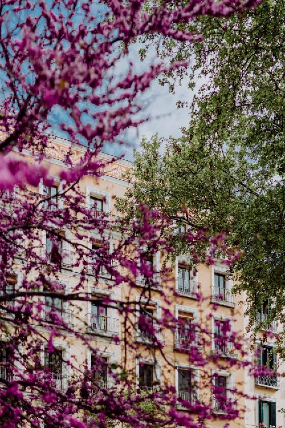 Judas trees in blossom at springtime in Madrid, Spain Judas trees in blossom at springtime in Madrid, Spain