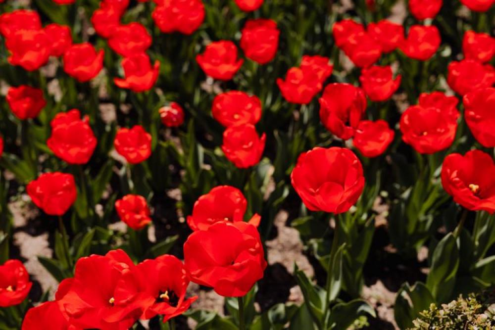 Real Jardin Botanico, Madrid, Spain Real Jardin Botanico, Madrid, Spain