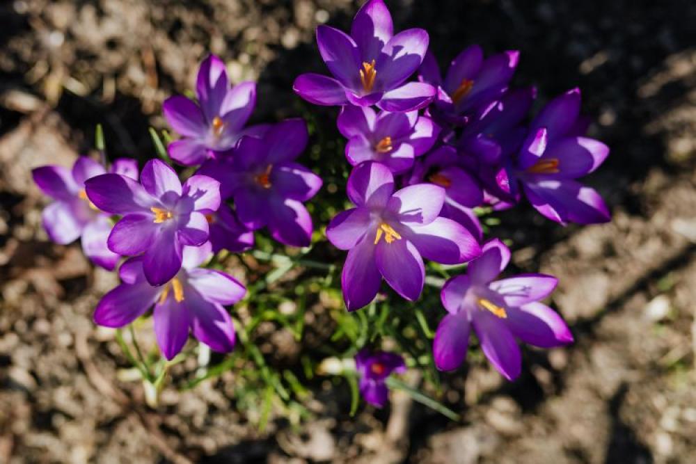 Purple crocuses blooming in spring Purple crocuses blooming in spring