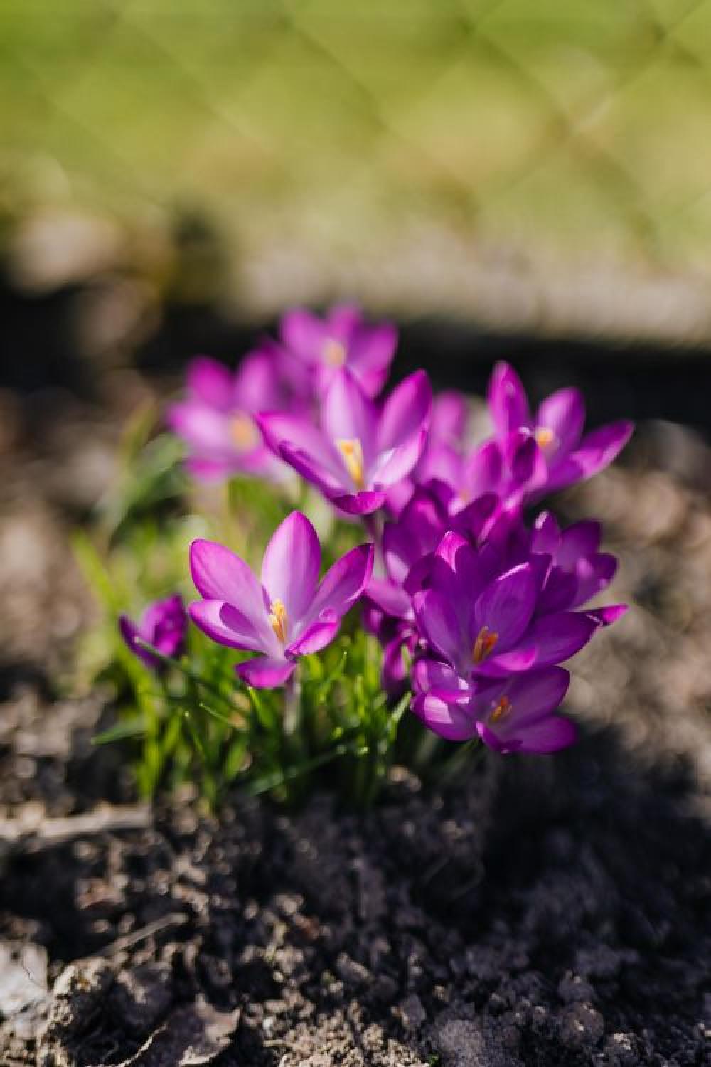 Purple crocuses blooming in spring Purple crocuses blooming in spring
