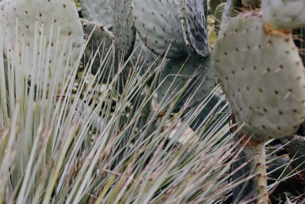 Mixed cacti and succulents Mixed cacti and succulents