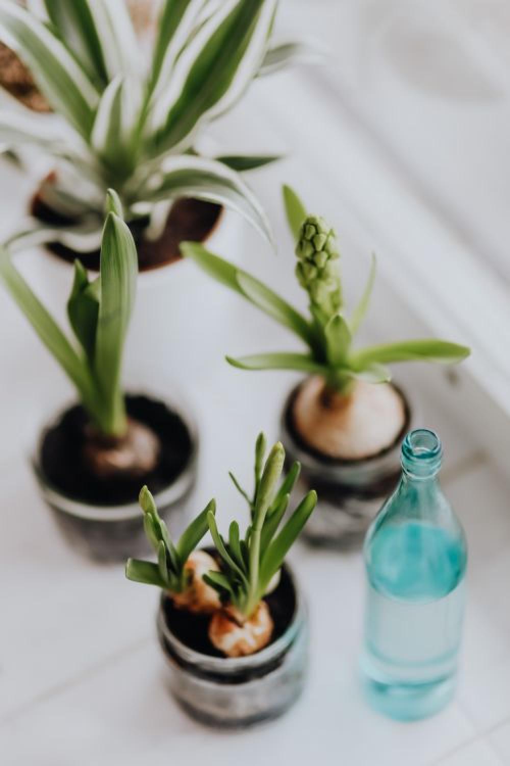 Hyacinths and Muscari planted in jars Hyacinths and Muscari planted in jars