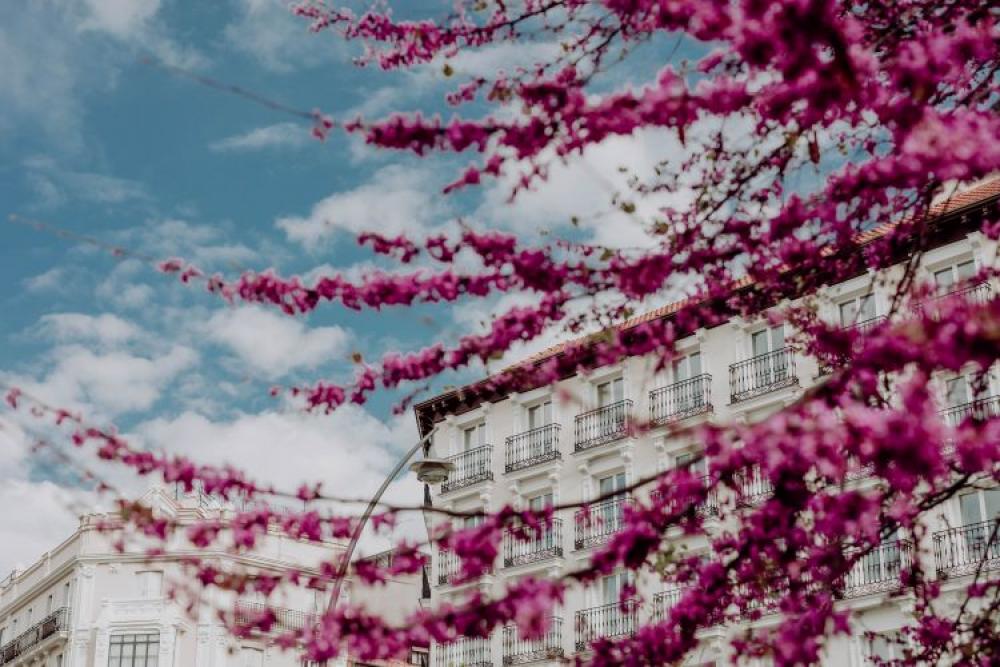Judas trees in blossom at springtime in Madrid, Spain Judas trees in blossom at springtime in Madrid, Spain