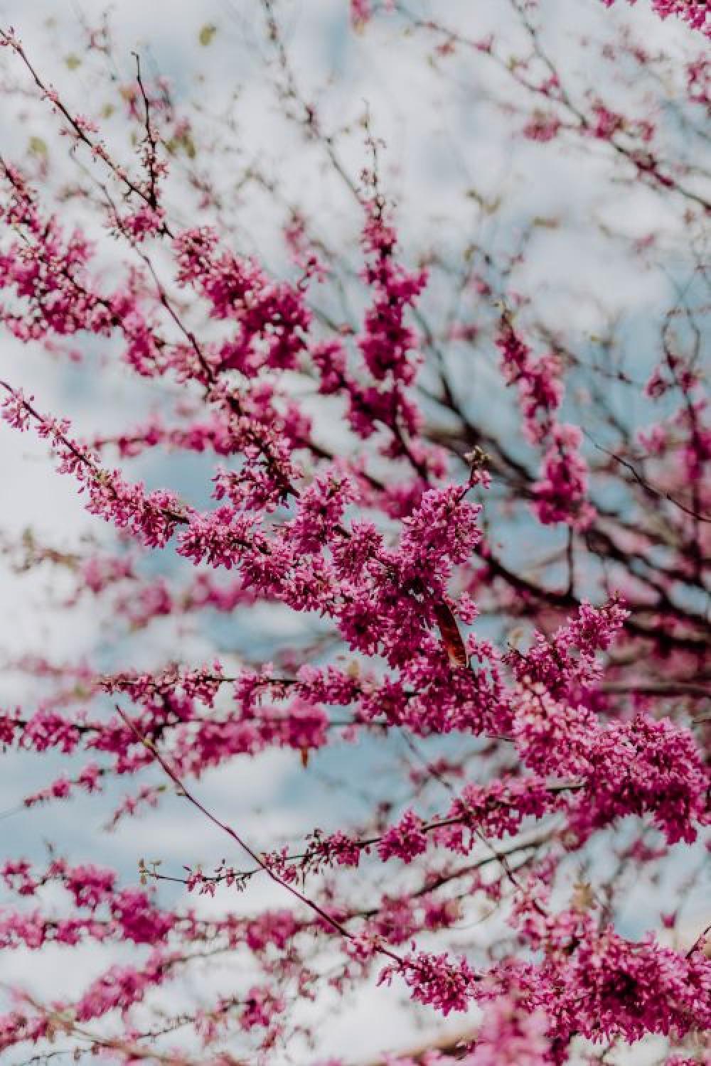 Judas trees in blossom at springtime in Madrid, Spain Judas trees in blossom at springtime in Madrid, Spain