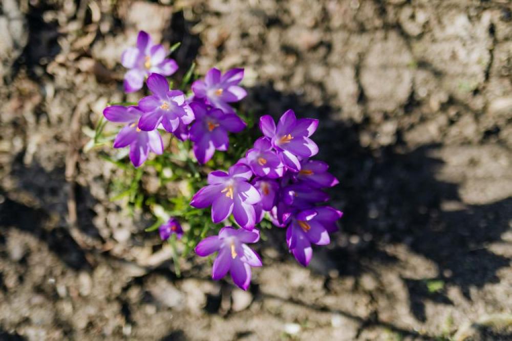 Purple crocuses blooming in spring Purple crocuses blooming in spring