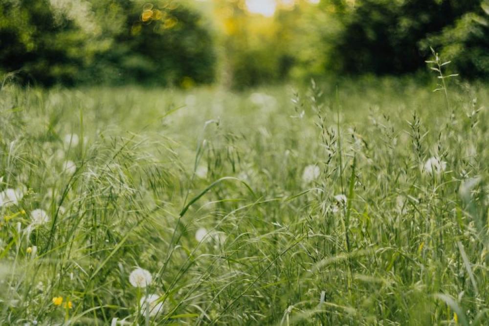 Dandelions in green grass Dandelions in green grass