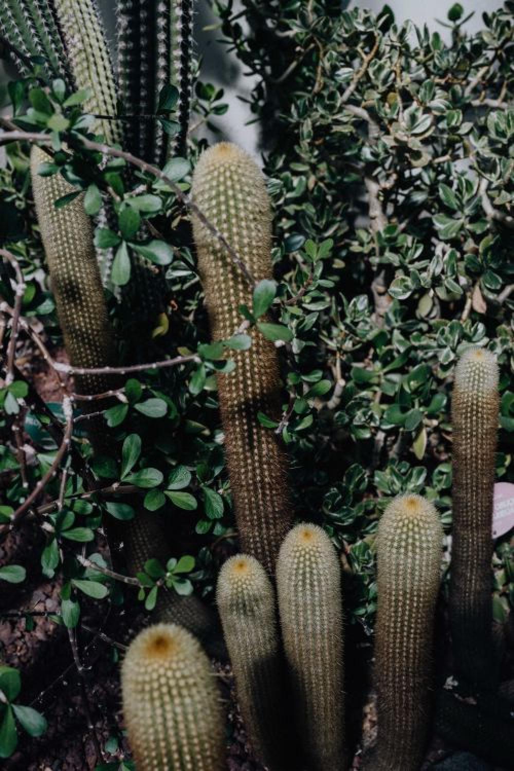Mixed cacti and succulents Mixed cacti and succulents