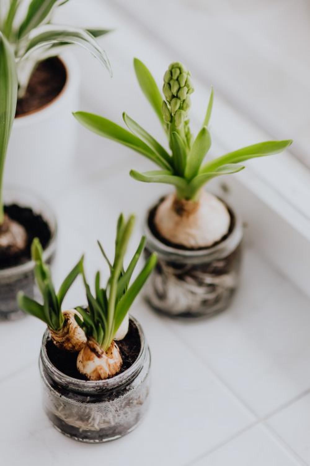 Hyacinths and Muscari planted in jars Hyacinths and Muscari planted in jars