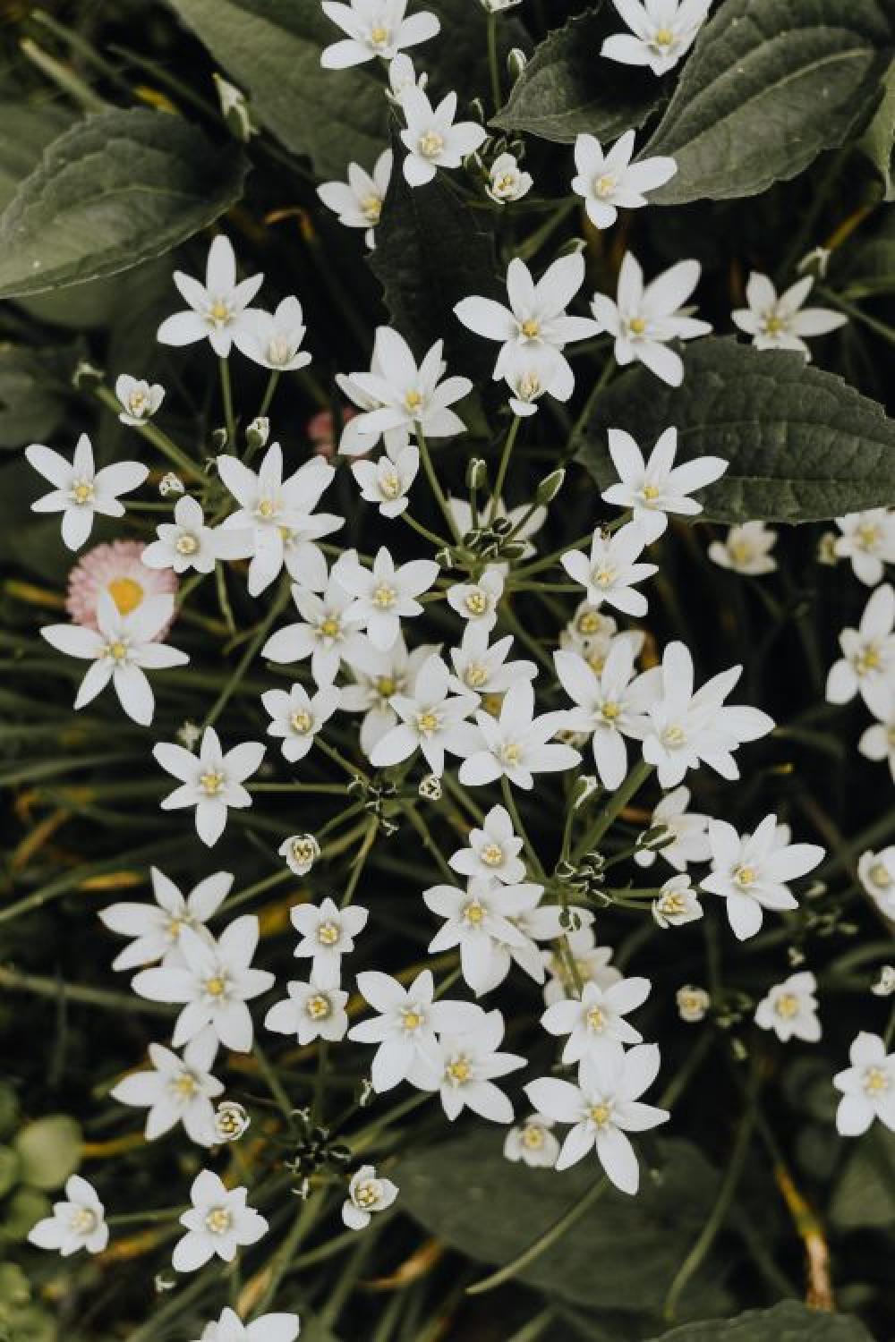 White flowers Ornithogalum close-up White flowers Ornithogalum close-up