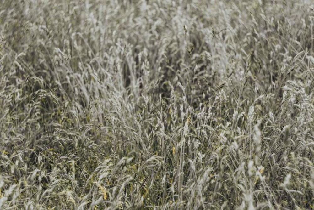 Silver grass field Silver grass field