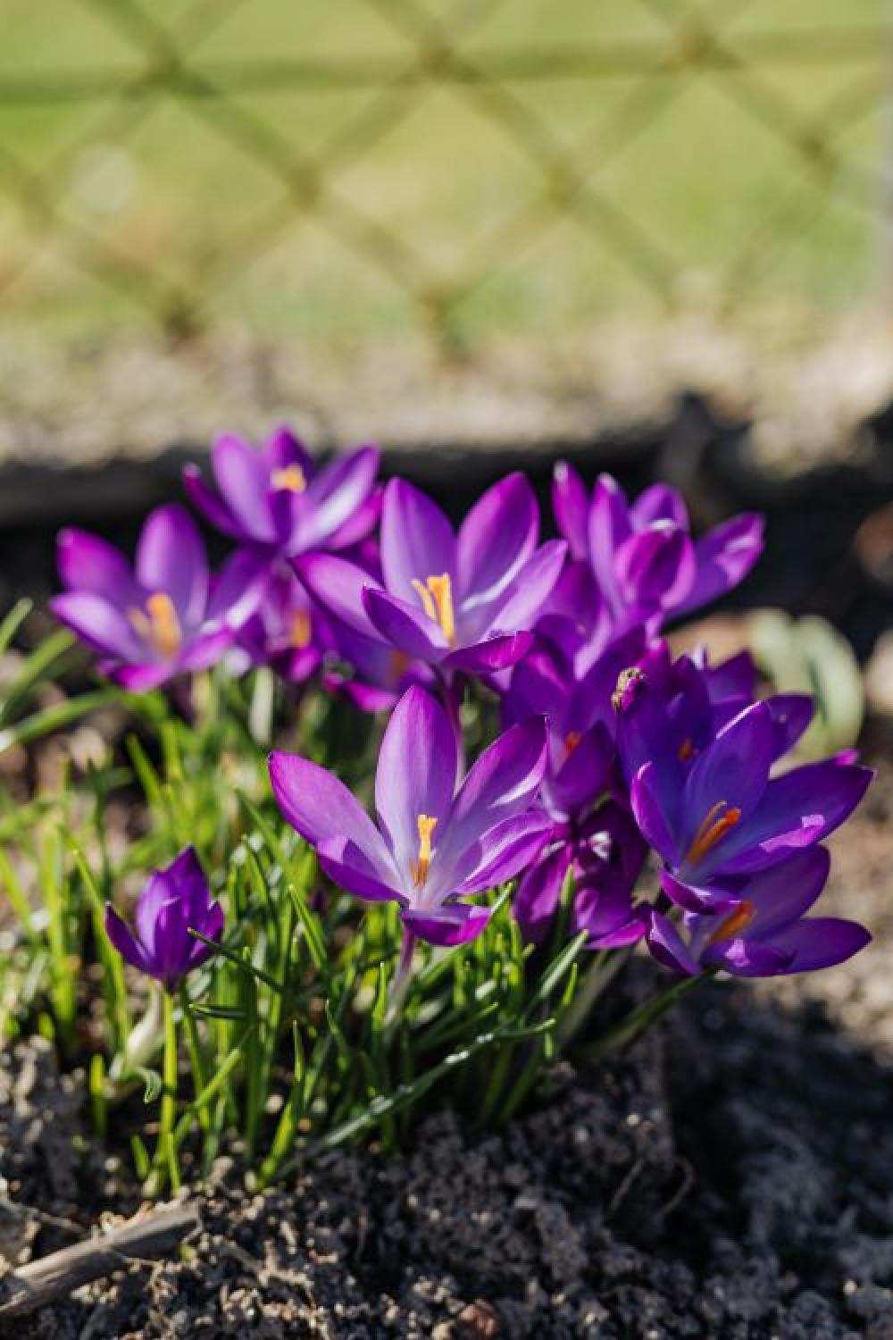 Purple crocuses blooming in spring Purple crocuses blooming in spring