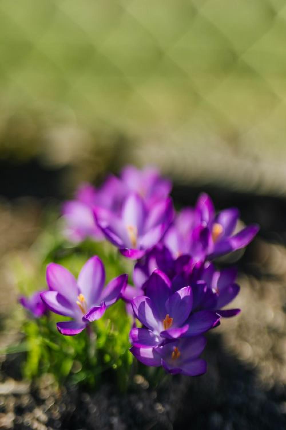 Purple crocuses blooming in spring Purple crocuses blooming in spring