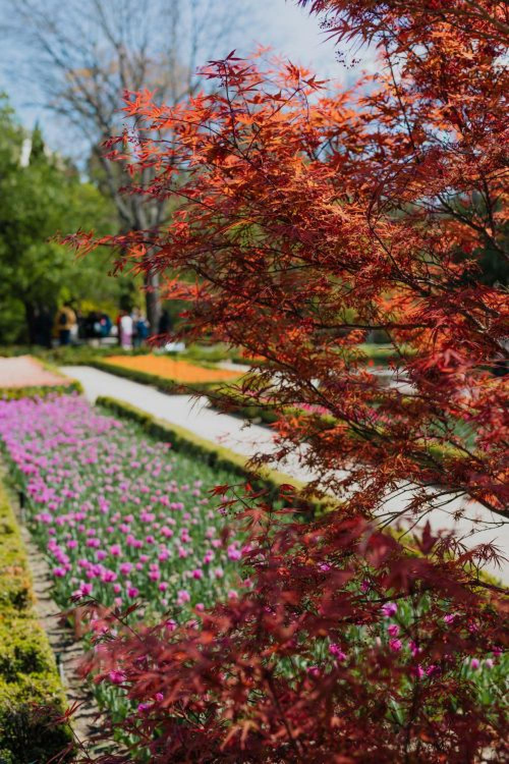 Real Jardin Botanico, Madrid, Spain Real Jardin Botanico, Madrid, Spain